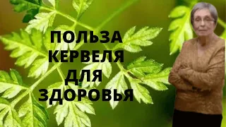 Польза кервеля для здоровья