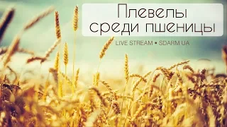 Плевелы среди пшеницы | 21.04.18