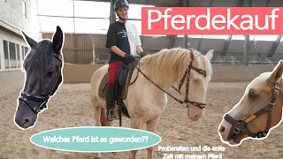 Ich KAUFE ein PFERD! 🐴 I PROBEREITEN und die erste Zeit mit meinem eigenen Pferd I Eva Gabler