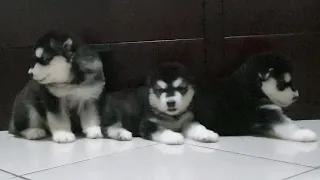 Alaskan malamute puppies 3 females #puppy #puppies #puppylove