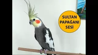 Sultan Papağanı Sesi