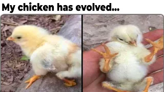 Chicken Memes