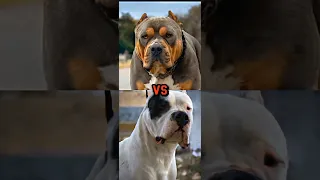 PIT BULL VS DOGO ARGENTINO,CANE CORSO,CAUCASIAN SHEPHERD.