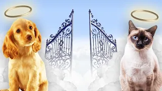 Will Our PETS Be in Heaven With Us?