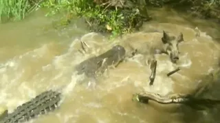 Crocodile attacks and Eats pig Alive | Crocodile attacks pig in Pound