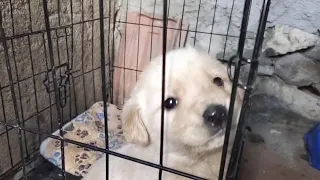 Abandoned little golden retriever, pitiful, shivering with cold, it loves humans so much