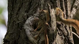 Baby squirrel felt from trees hole nest and the mother tried to save it