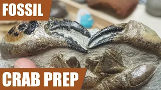 Exposing a difficult crab fossil - 25 hours of work in 4 minutes of video