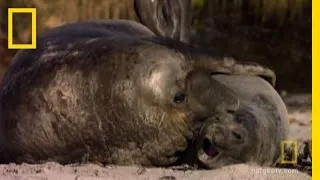 Huge Seal Harems | National Geographic