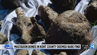 Mastodon unearthed in Kent Co. a ‘pretty rare’ find