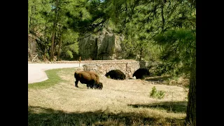 Trooper Tyree's Black Hills MVPA Convoy Review