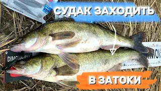 🆕 Пошук судака в затоках Десни ! Рибалка на спінінг 2024 🆕