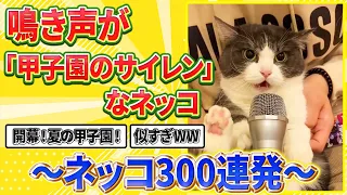 【2ch動物スレ総集編】鳴き声が「甲子園のサイレン」すぎる猫さんにマイク近づけた結果➡反応が可愛すぎるｗｗｗ/ ネッコ300連発！