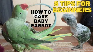 How To Take Care Of Baby Parrot || 8 Tips For Beginners #babyparrot #parrotcare #pahadiparrot