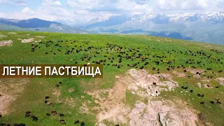 Овцы на летних пастбищах. Высокогорные пастбища для овец. Хозяйство Куаныша Мыктыбаева.