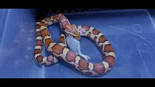 The Candy Corn Snake Eats Mouse... Alive / Warning Live Feeding