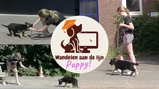 Puppy leren wandelen aan de lijn