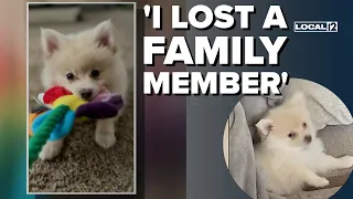 'I lost a family member': Police search for 10-week-old puppy stolen from Cincinnati park