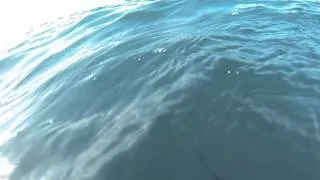 FREEDIVING WITH A 9FT BULL SHARK!