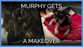 Dog with Severely Matted Fur Gets Shocking Makeover