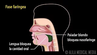 Reflejo de la Deglución, Animación. Alila Medical Media Español.