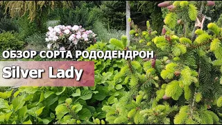 РОДОДЕНДРОН Silver Lady | Rhododendron Silver Lady | Обзор сорта: особенности и характеристики