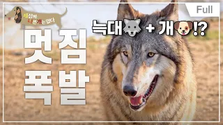 [Full] 세상에 나쁜 개는 없다 - 늑대가 나타났다!