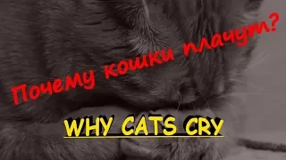 ПОЧЕМУ КОШКИ ПЛАЧУТ  WHY CATS CRY