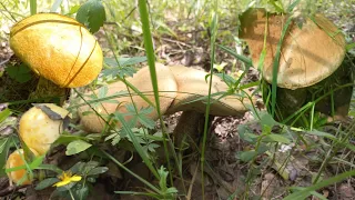 Грибы 🍄 На каждом шагу🤯Шок , НЕ знала куда складывать , Выкинула Чтоб ДОЙТИ , Одна в Лесу .