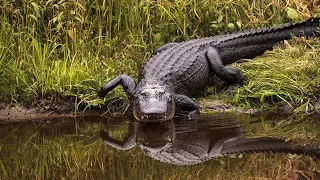 Dog Eaten By Alligator (Graphic Warning)