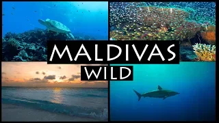 MALDIVAS WILD: Paraíso del buceo.🐋