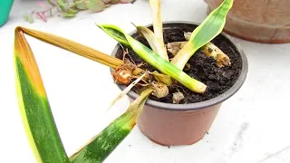 How to save a Sansevieria Plant from ROT - The Mother in Law's Tongue Plant