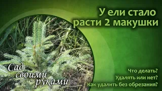 У ели стало расти 2 макушки. Что делать?