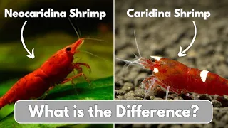 Comparing Neocaridina and Caridina Shrimp! Which one should you choose?