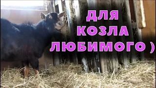 Новый сарай и выгул для козла