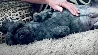 Matted Dog Who Looks Like A Piece of Wood Gets A Glow Up