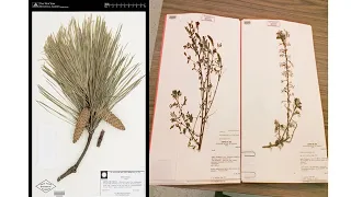 Herbarium technique, part-3