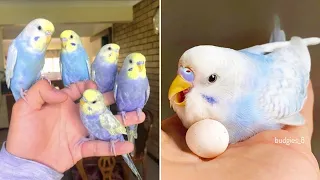 Baby Animals 🔴 Funny Parrots and Cute Birds Compilation (2022) Loros Adorables Recopilación #10