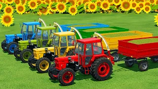 CUT SUNFLOWERS AND MAKE CHAFF WITH FIAT FORAGE TRACTORS - Farming Simulator 22