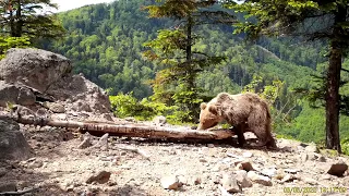 Medveď (Fotopasca Spromise)