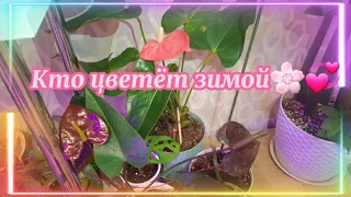 ❤/Цветочные новости со стеллажа/Кто сейчас цветёт🌸😇