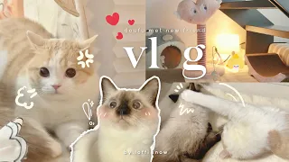 vlog | introduce a siamese cat to my cat🐈 create a cat's cozy corner ,100k subscribers countdown🎉