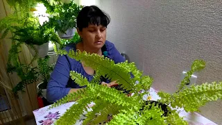 Мои комнатные растения 2021 // Как омолодить "запущенный" папоротник нефролепис
