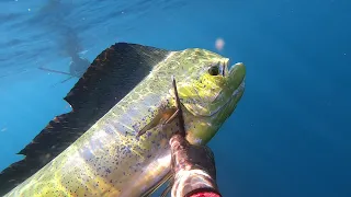 Spearfishing Western Australia 2020 Highs and Lows