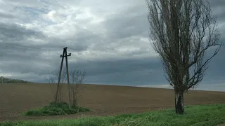 Оболденный вид рапсовое поле