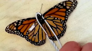 Monarch Surgery