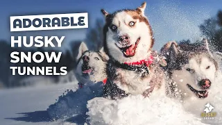 Huskies Making Tunnels in DEEP SNOW | Husky Squad