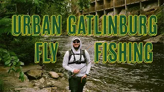 Urban Gatlinburg Fly Fishing for Trout!!! - Little Pigeon River