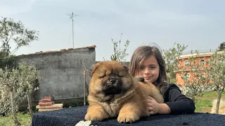 Chow chow bellissimo carattere e coccole infinite