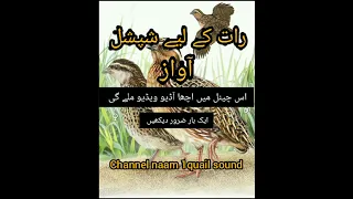 Great sound for the night رات کے لیے شپشل زبردست آواز